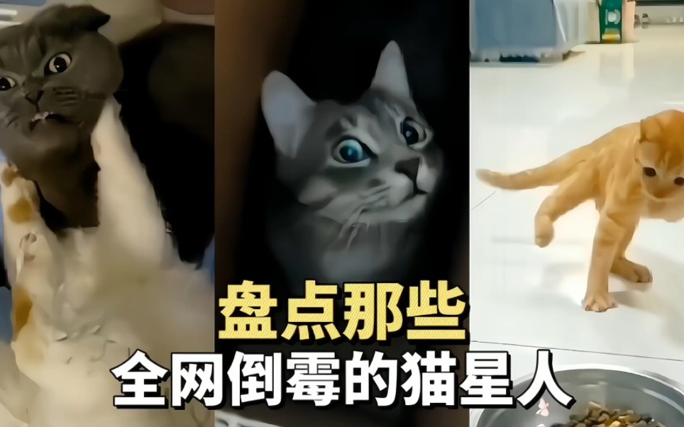 [图]猫星人倒霉经历大盘点，你肯定没见过这些！