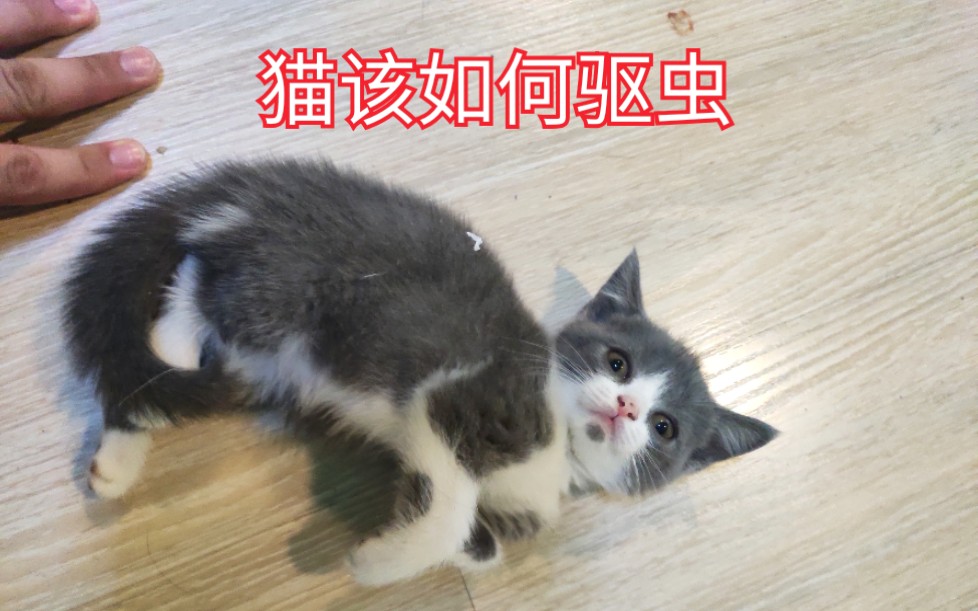 猫多久驱虫一次?应该选用什么驱虫药?哔哩哔哩bilibili