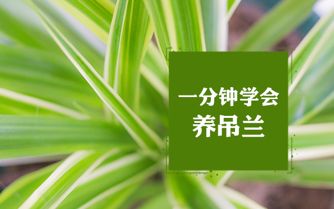 家里吊兰养不好?一分钟教你学会养吊兰,轻轻松松养爆盆哔哩哔哩bilibili