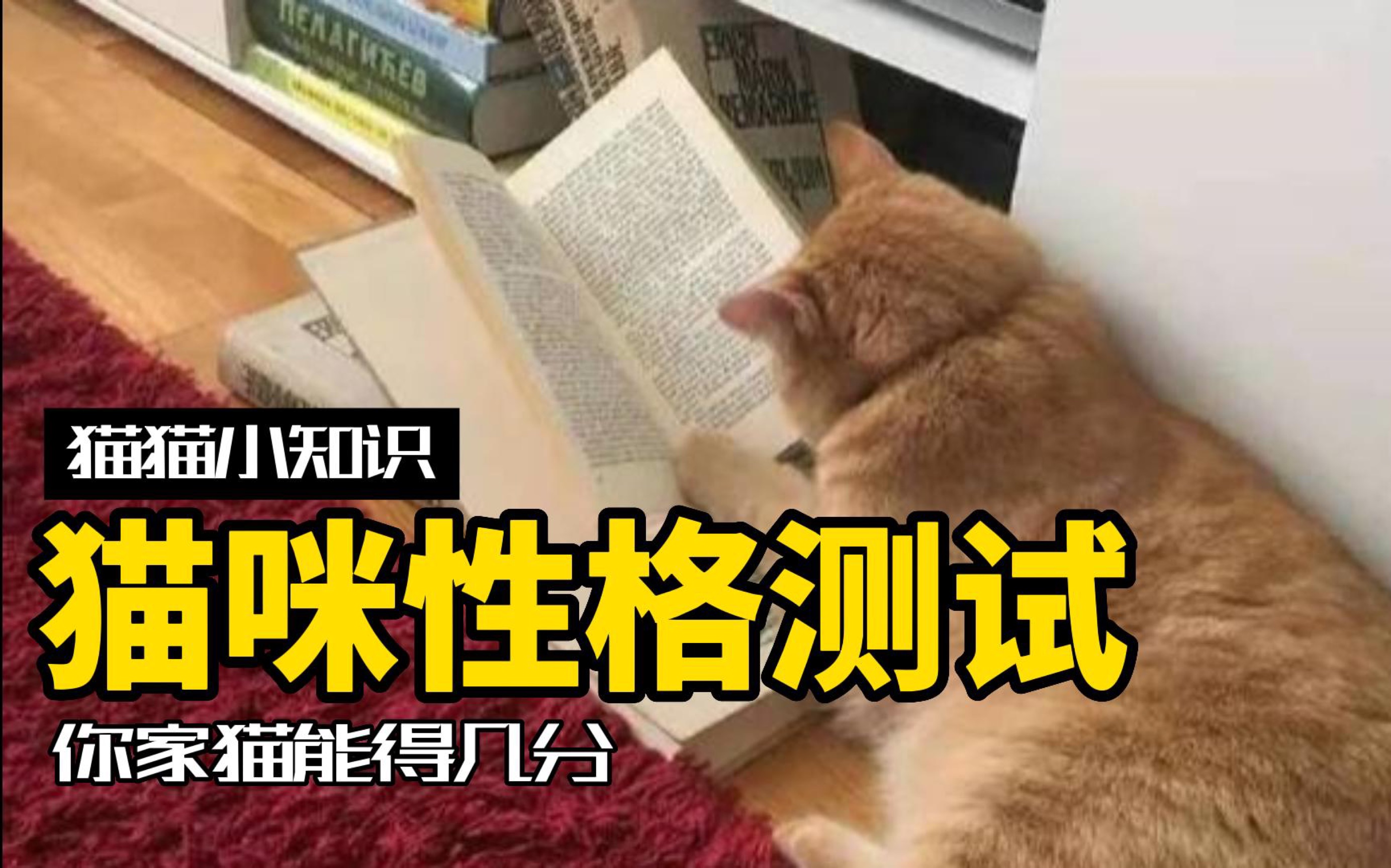 [图]5种猫咪性格测试打分，有超过80分的神仙小猫吗？