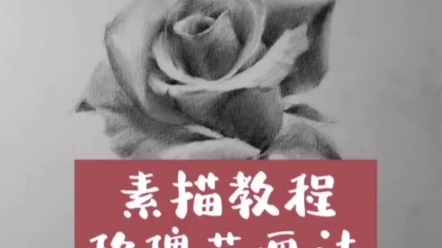 玫瑰花素描画520快乐.哔哩哔哩bilibili