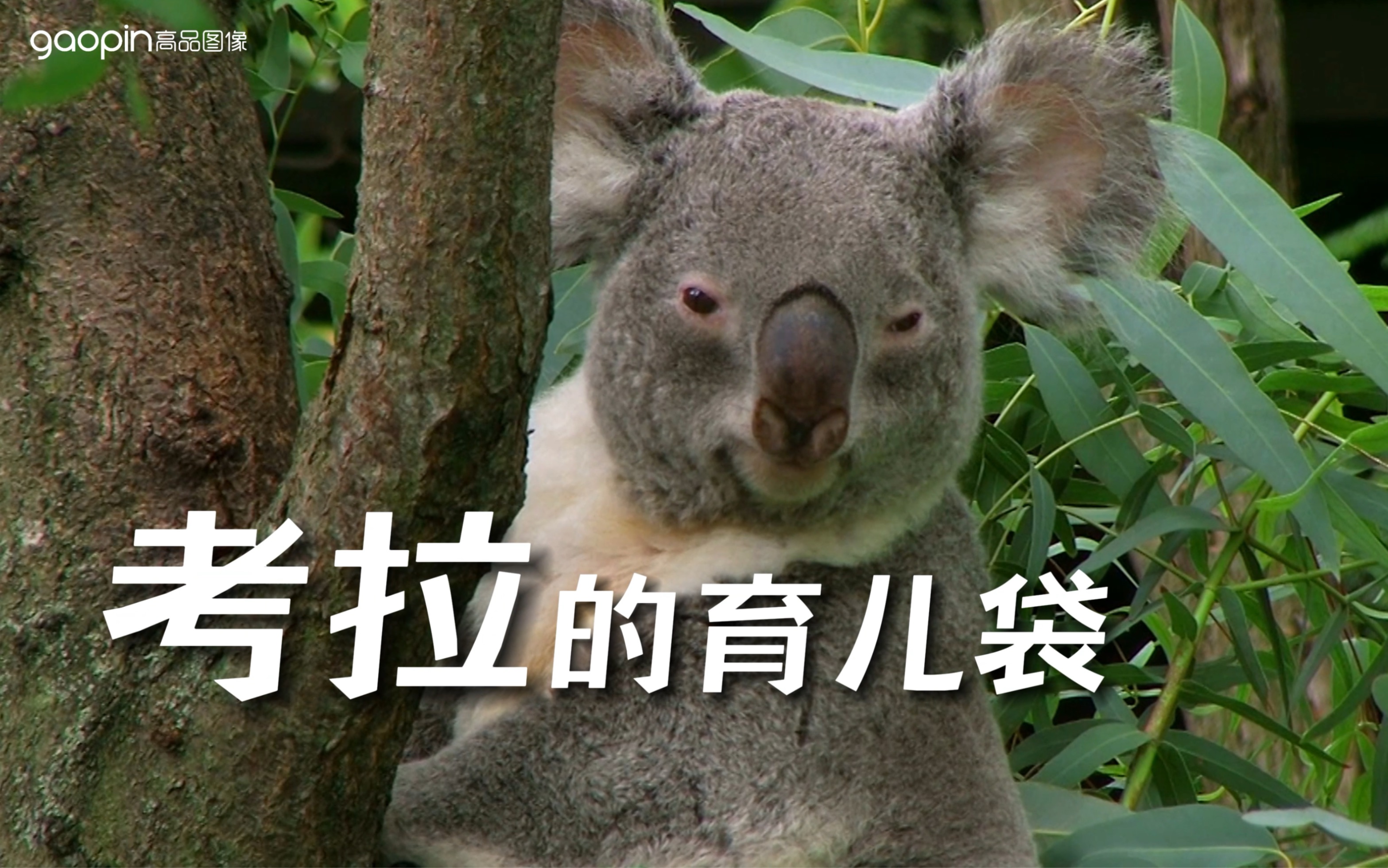 考拉育儿袋的秘密