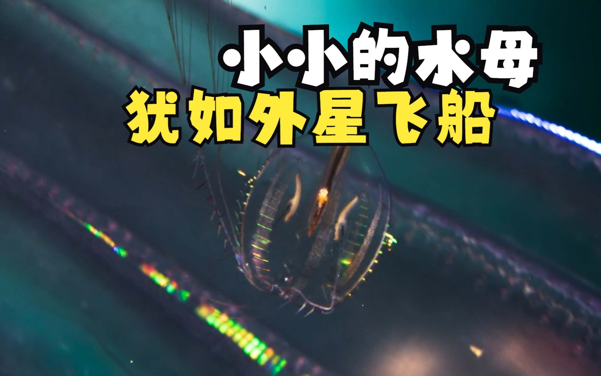 海洋生物极其壮观 洒落的水中生物犹如宇宙般浩瀚哔哩哔哩bilibili