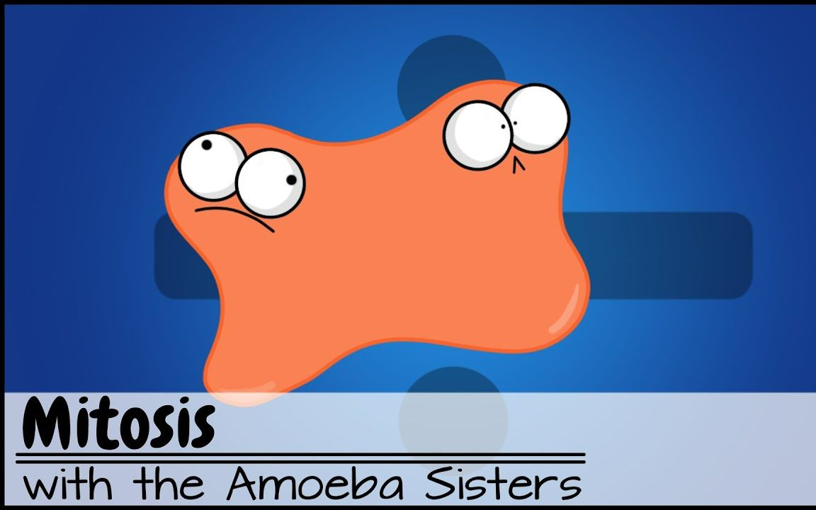 [图]【Amoeba Sisters科普】有丝分裂（中英文字幕）