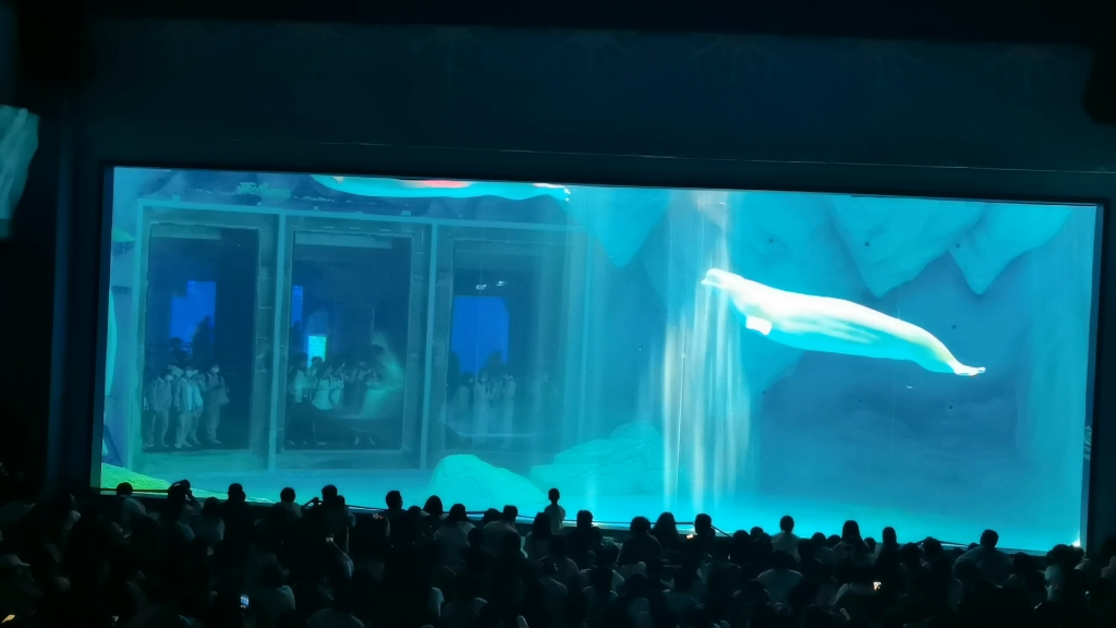 上海海昌海洋公园白鲸之恋演出