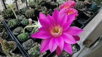 多肉 仙人球开花粉花短毛丸 拍了一晚上 早上起来收图 哔哩哔哩 Bilibili