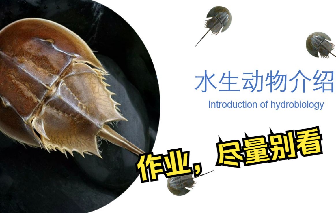水生动物介绍