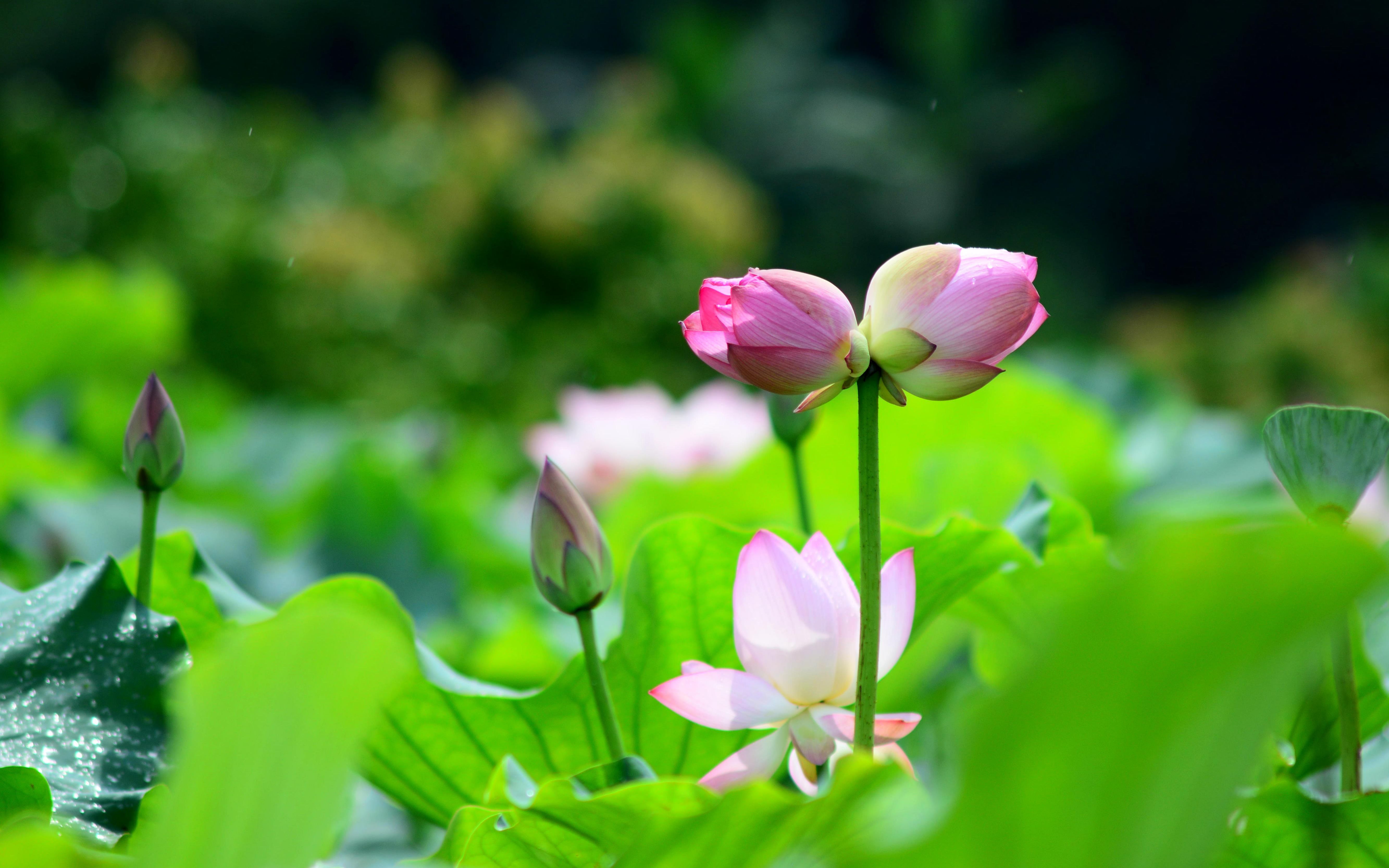 新兴龙山并蒂莲