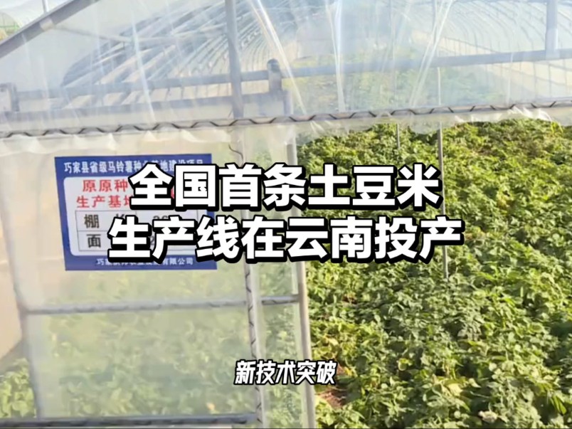 土豆当饭吃,全国首条“土豆米”生产线在云南昭通投产哔哩哔哩bilibili