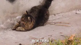 Download Video: 养了20多年的猫还是觉得中华田园猫好！