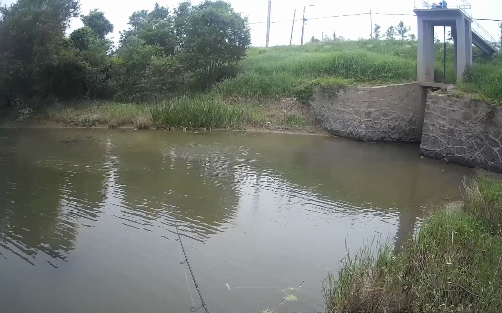 杭州河道路亚,今天这里红猪(蒙古红鲌)好多,都是口哔哩哔哩bilibili