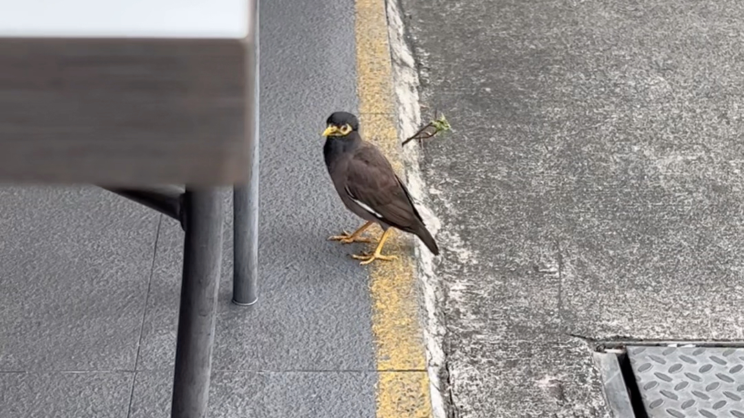 [图]给大家介绍下我的新饭搭子：）