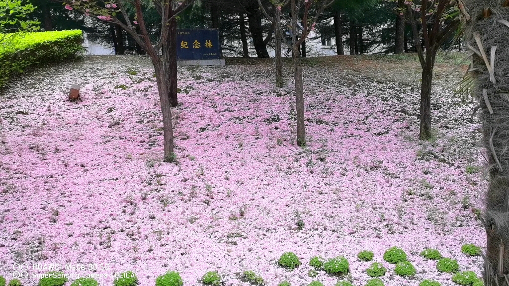 漫天纷飞的花雨