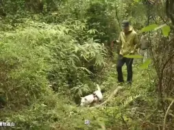 Скачать видео: 王一博这段有点太好笑了啊！！！！牵着狗面对一个小坑时，对狗下命令：跳！ 狗没听顺着跑过去了，然后王一博：好，不跳，然后自己跳过去了王一博：怎么感觉有点怪怪的