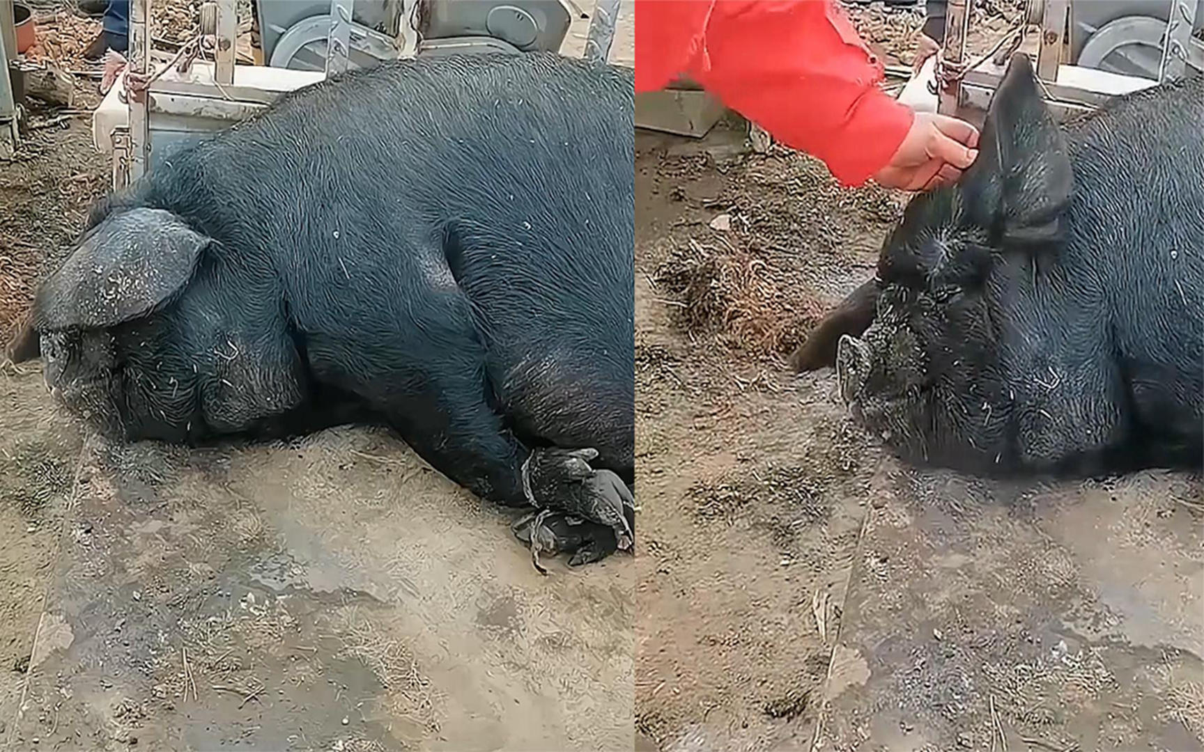 猪五花大绑即将被杀却没挣扎,趴地上睡得香甜惊呆路人:心真大