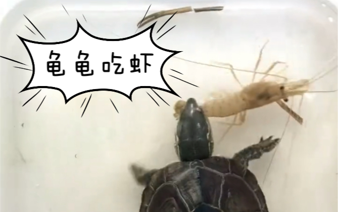 活动作品你见过乌龟吃虾的整个过程吗