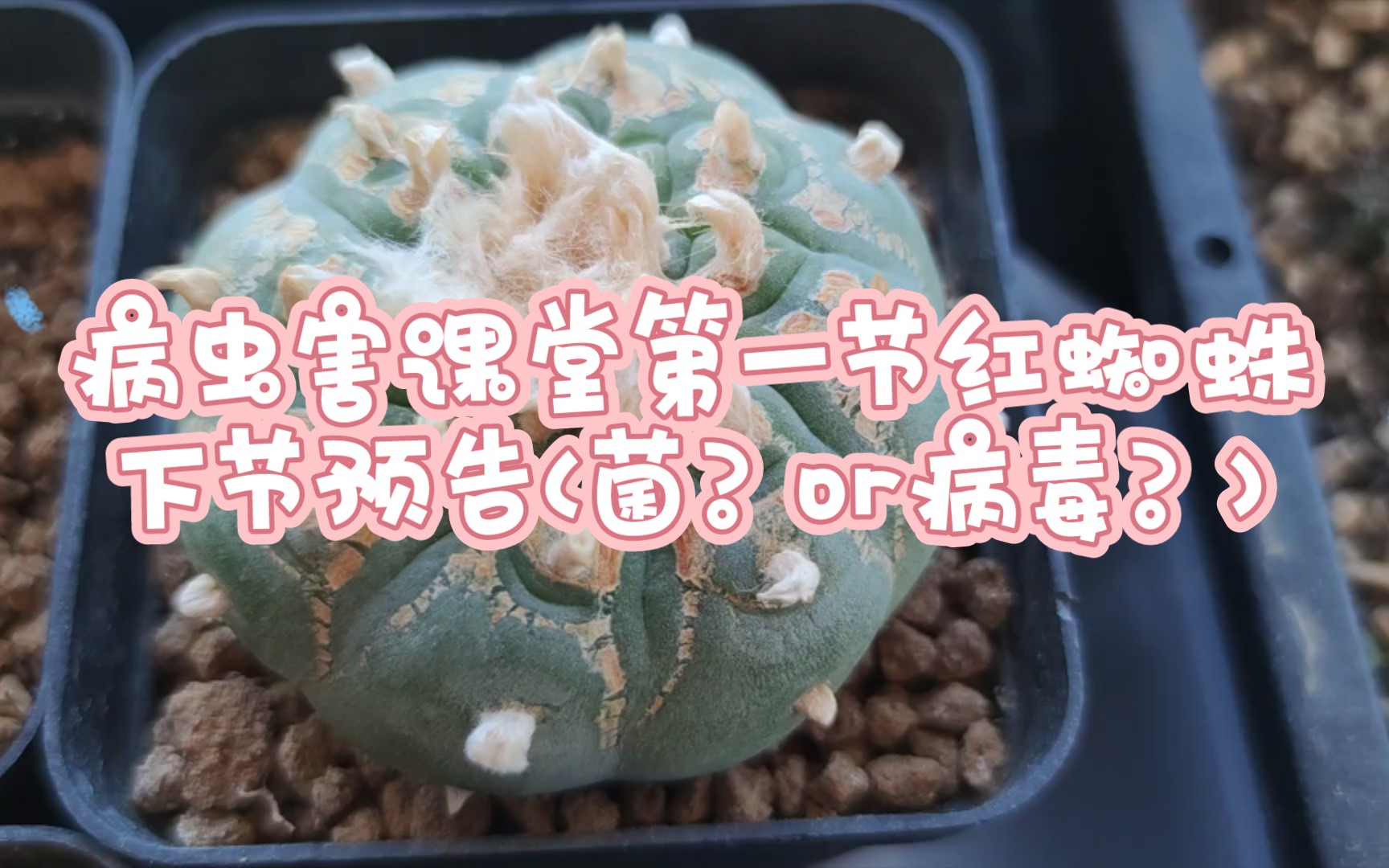 仙人球,乌羽玉,银冠玉病虫害课堂第一节红蜘蛛下节预告(菌?or病毒?