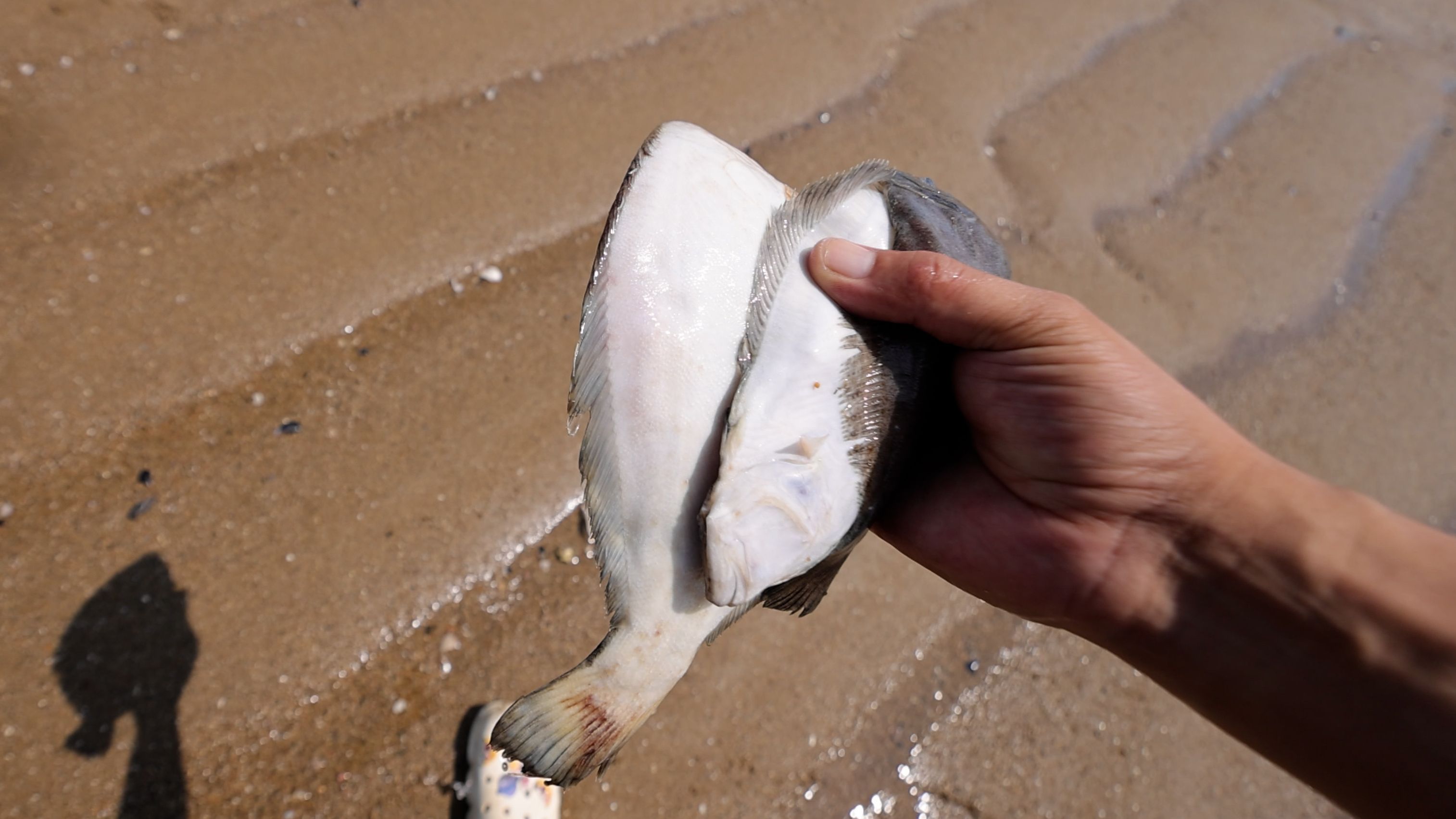 纹铭赶海:赶海发现超大海虹,至少十几年了哔哩哔哩bilibili