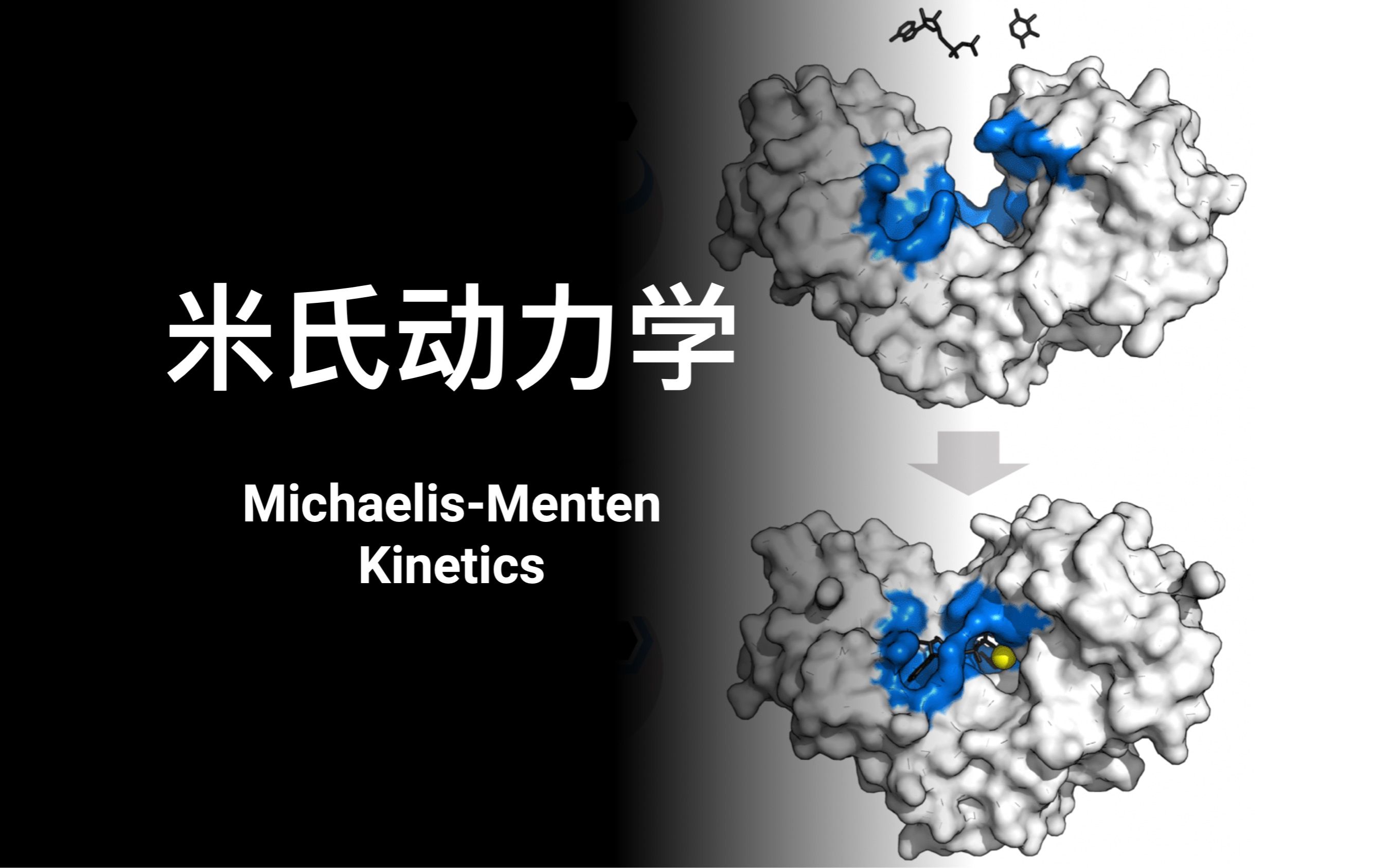 【化学反应工程】米氏动力学 MichaelisMenten Kinetics哔哩哔哩bilibili