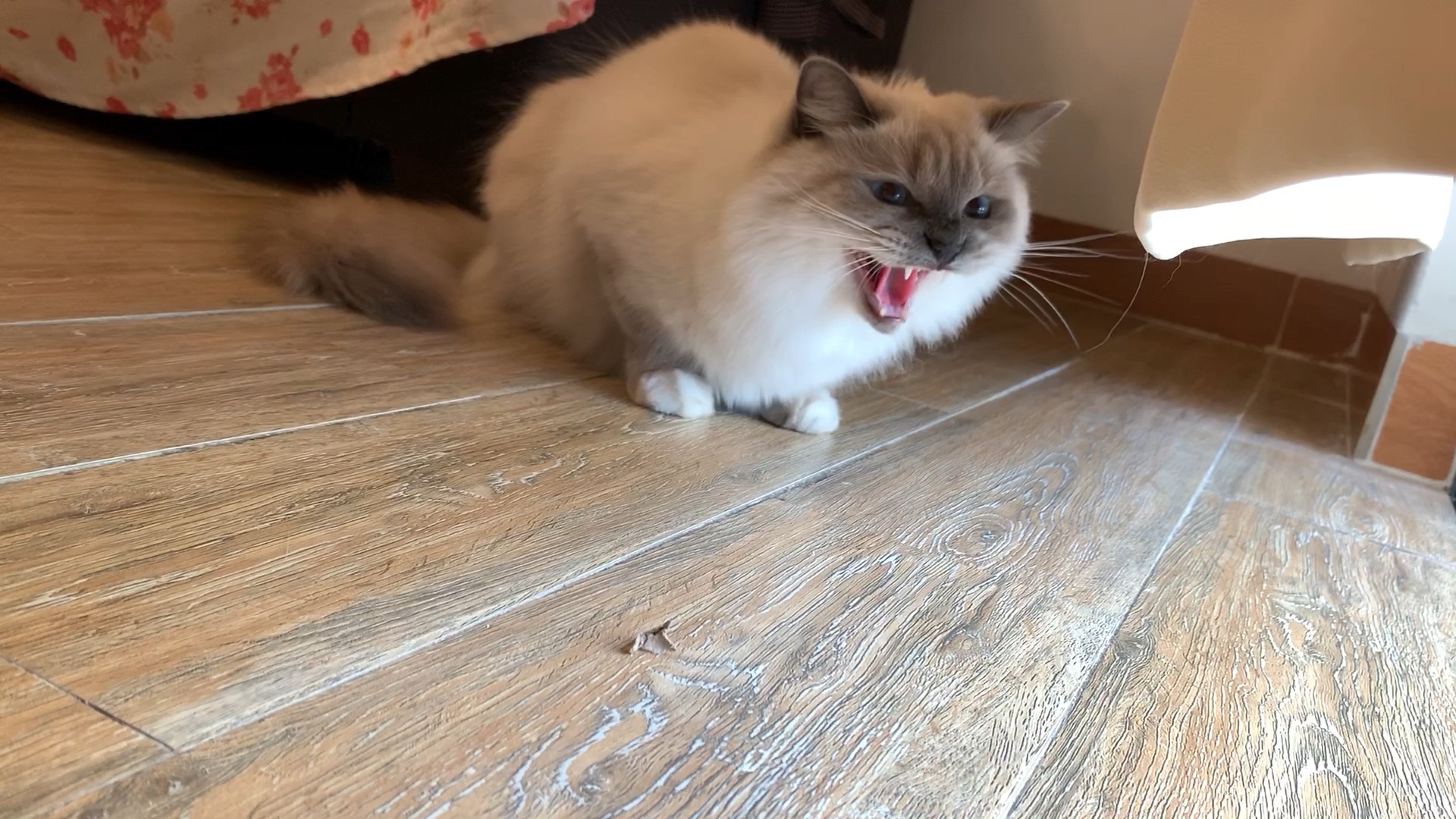 布偶居然也会哈气吓小猫,明明连洗澡都不敢伸爪子