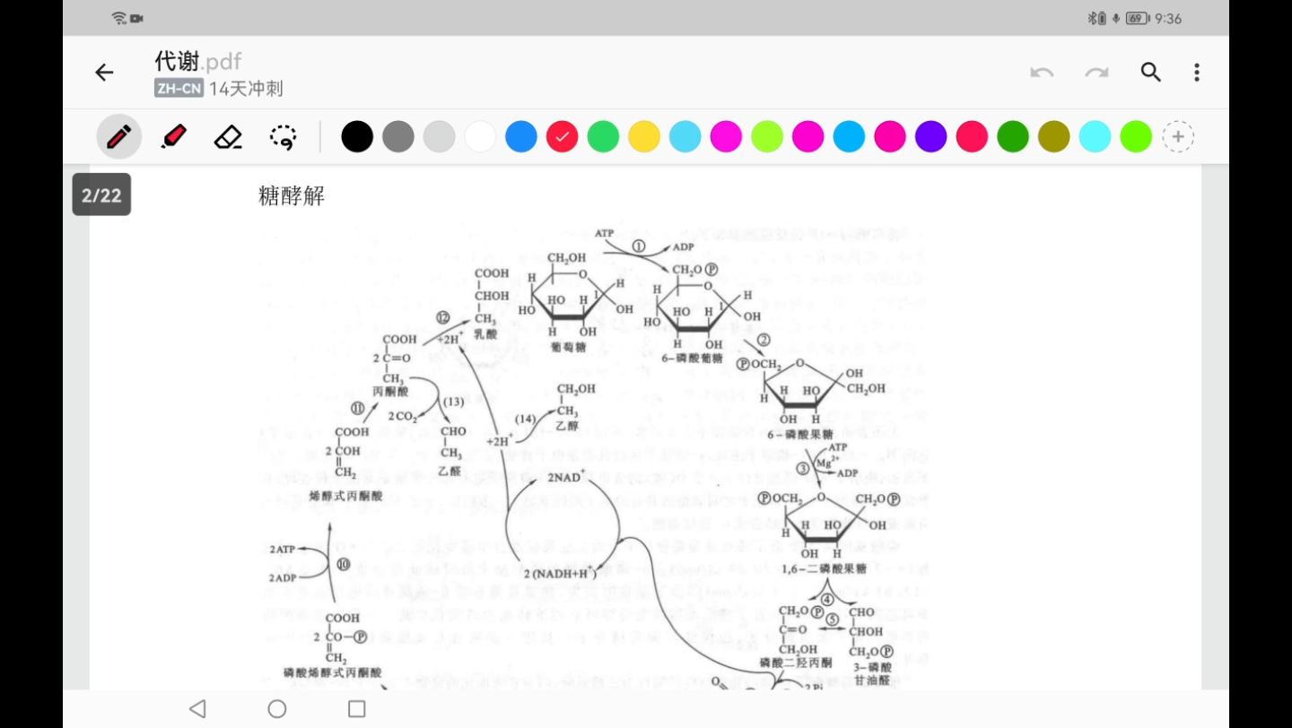 [图]生物化学代谢部分简明串讲