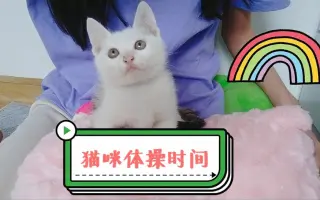 小猫体操 搜索结果 哔哩哔哩弹幕视频网 つロ乾杯 Bilibili