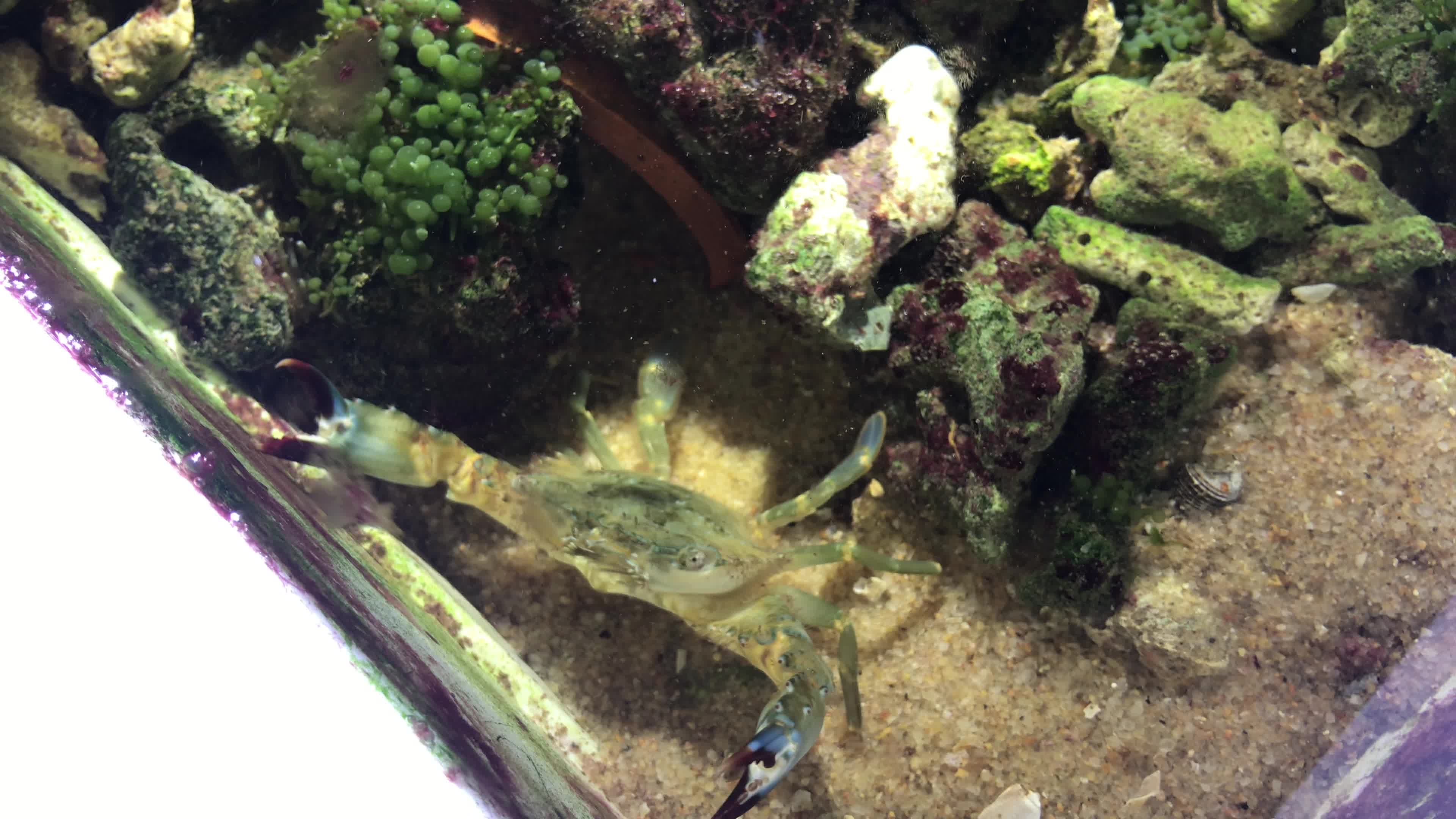 [水]以为自己能追到鱼的笨笨短桨蟳