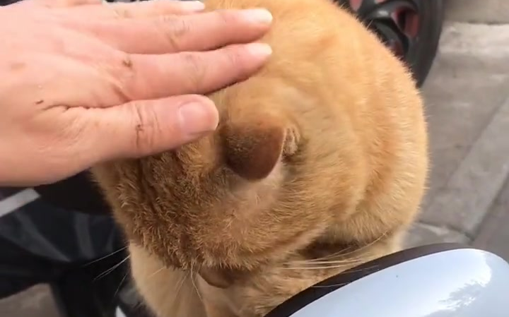 吃完饭的橘猫先生,很久没有看见自己的小孙了,我安排他们见面