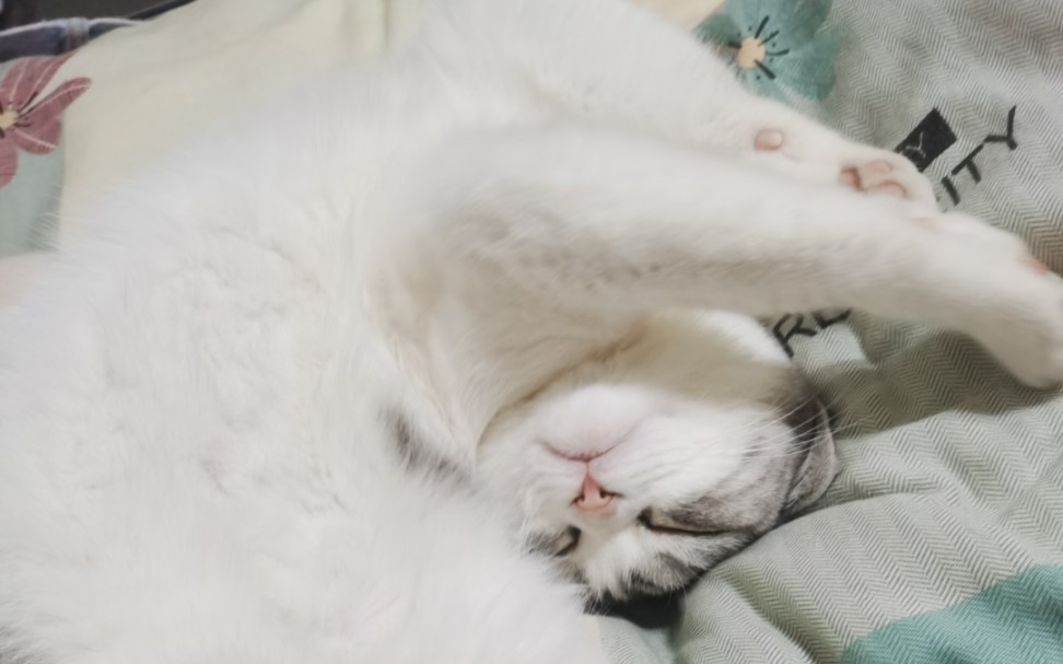 斯密马赛妈妈酱