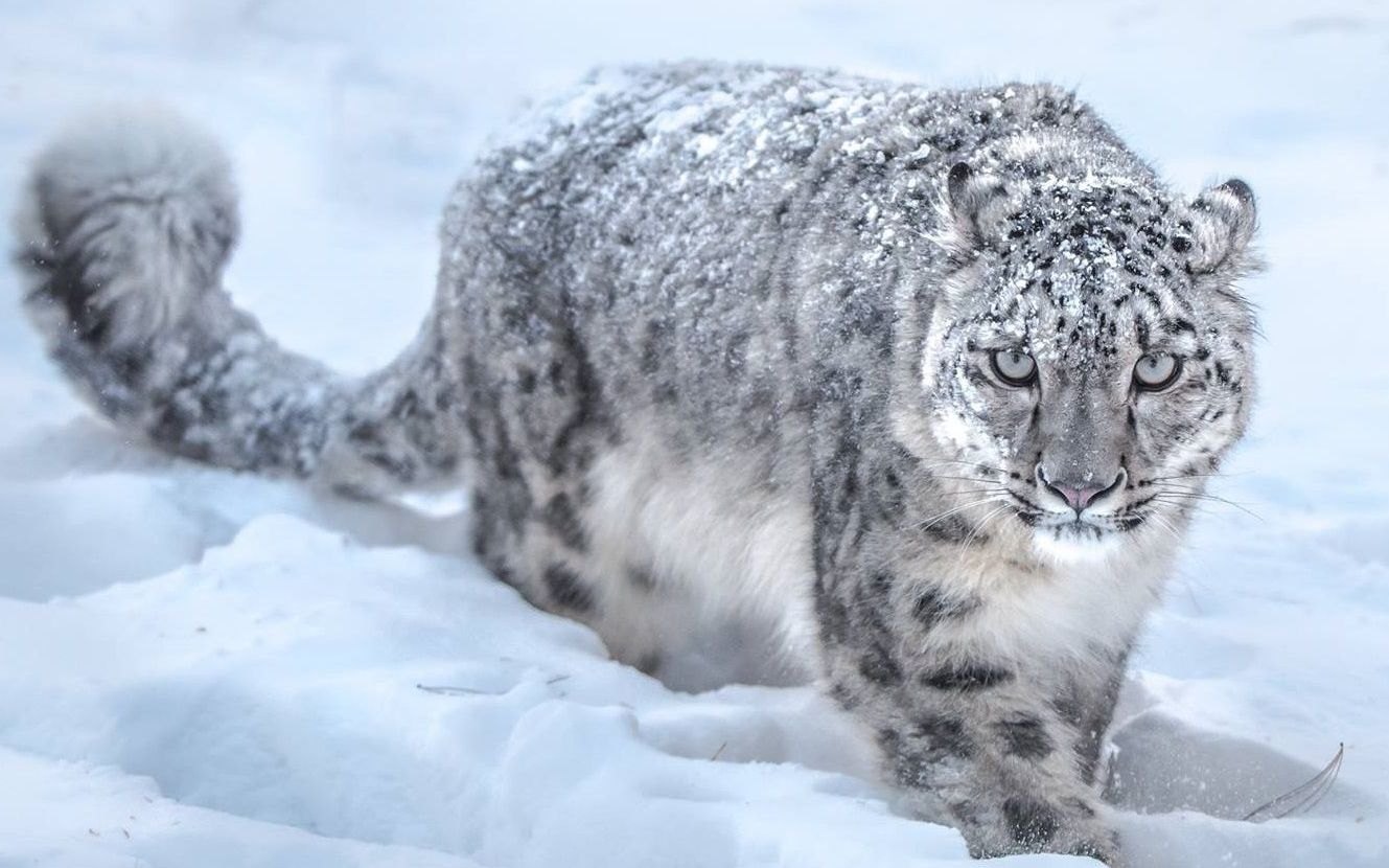 4k高清摄影:雪豹正在追踪猎物