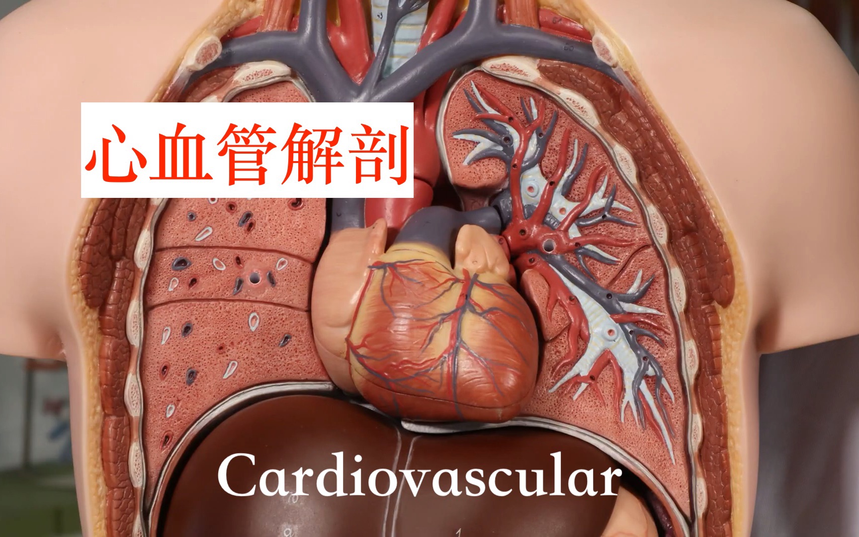 [图]【解剖】心血管 Cardiovascular anatomy