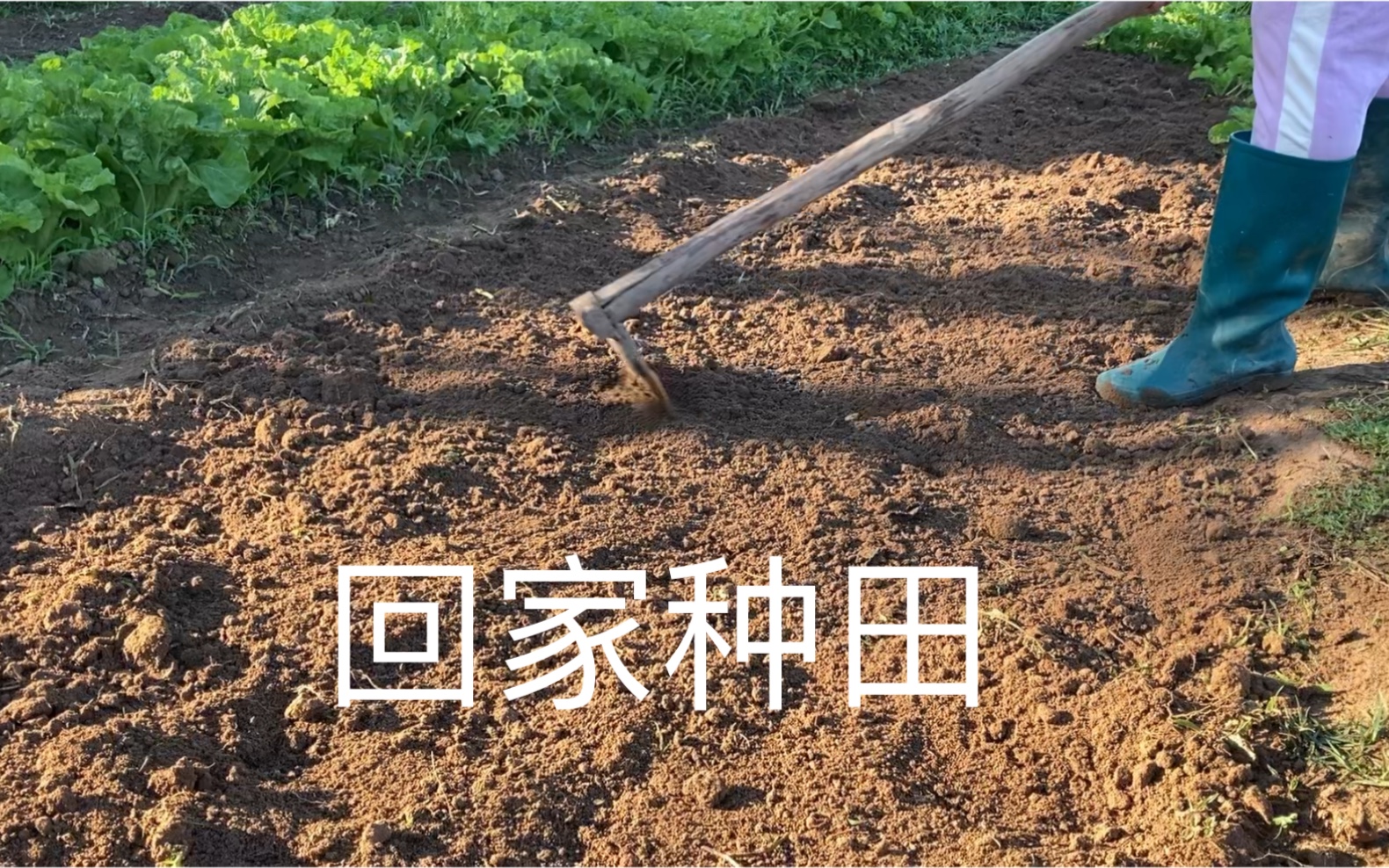 听说混不下去就要回家种田!挖土,施肥,播种,浇水