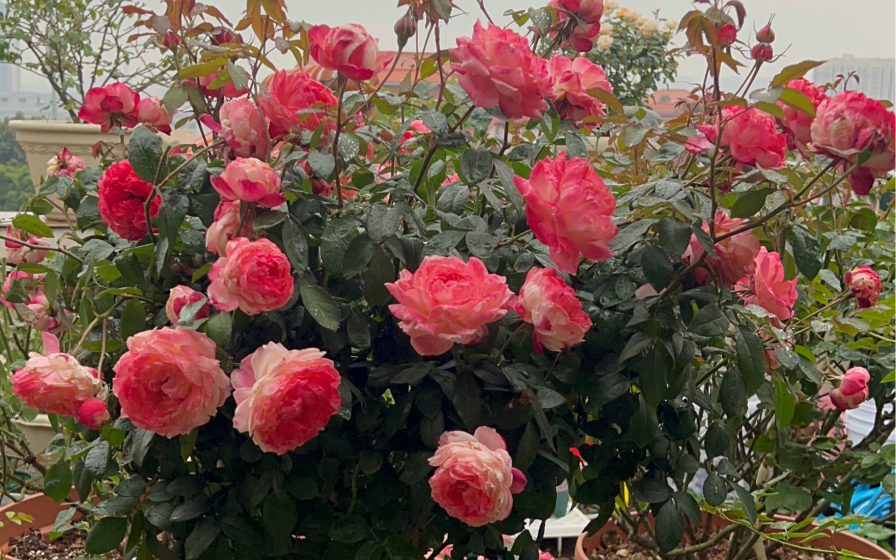 广东人有自己的“苹果树”.苹果运气,好养又勤花,花朵内黄外红,越晒越红,喜欢这种颜色的花友可以入手.哔哩哔哩bilibili