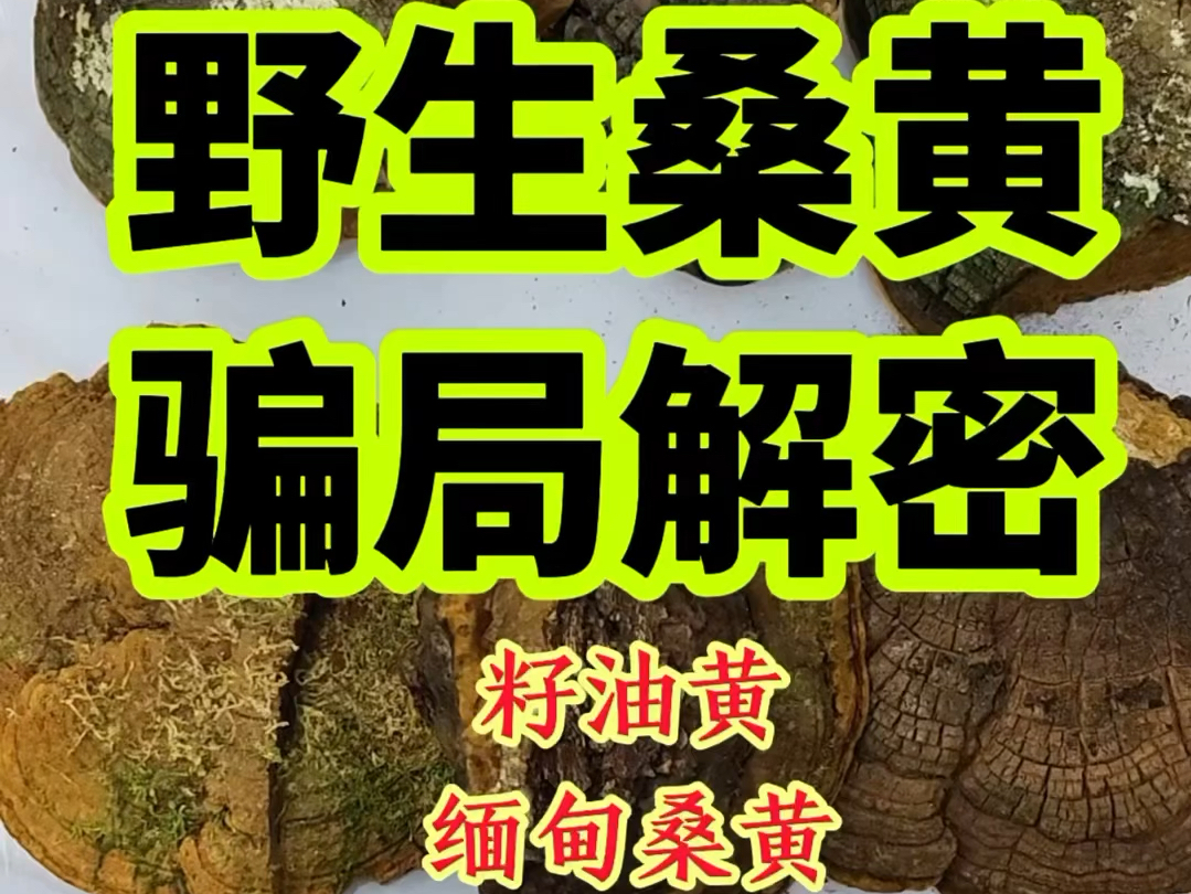 野生桑黄骗局解密,籽油黄,缅甸桑黄,漆树黄,暴马丁香桑黄和桑树桑黄的特征区别哔哩哔哩bilibili