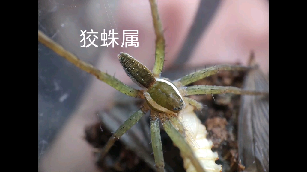 本地的狡蛛日常喂食