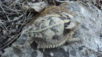 Video herunterladen: 牛角蜥 Phrynosoma taurus