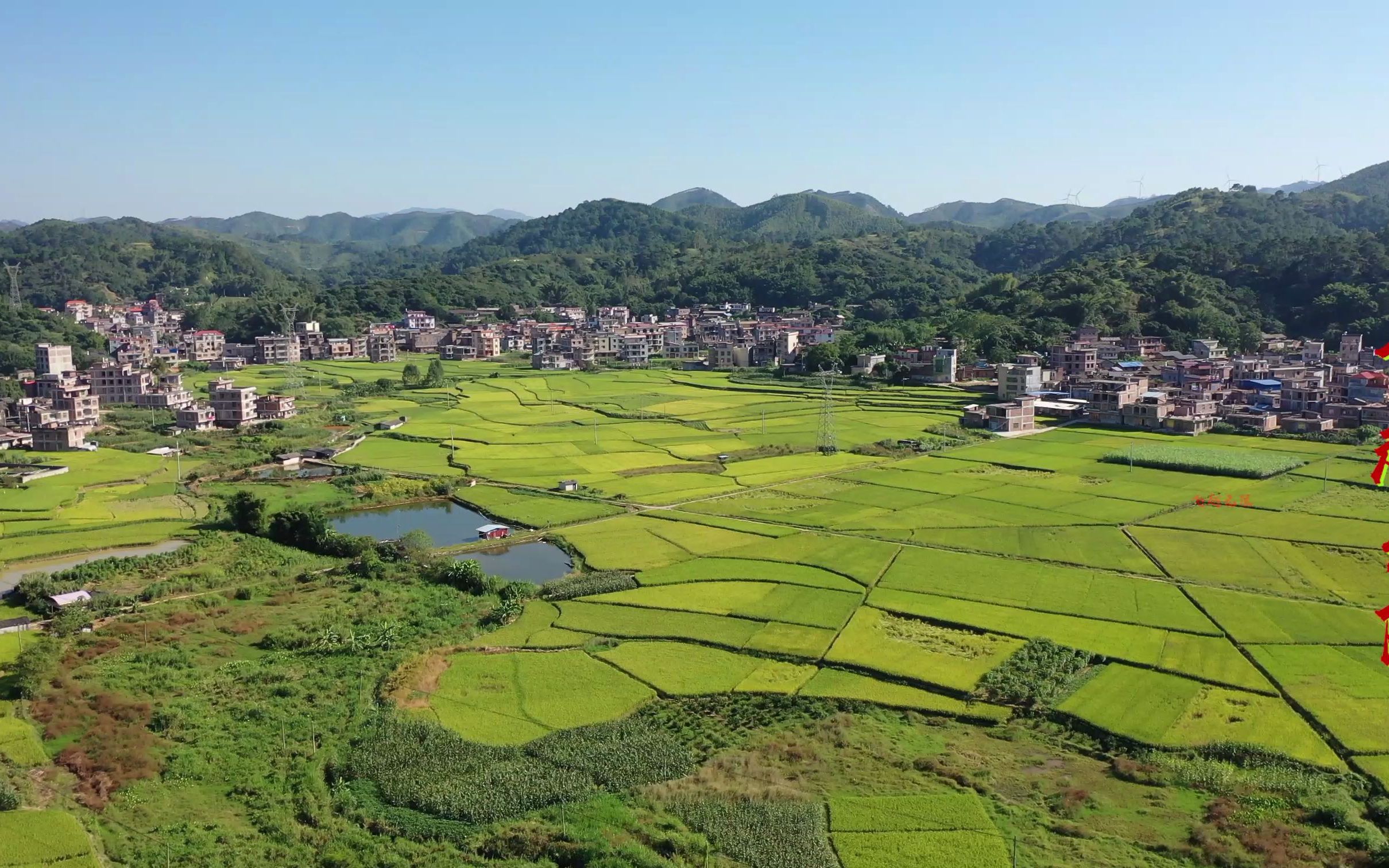 航拍秋季的广西乡村田间 ,四处都是黄灿灿的稻田,风景美到窒息