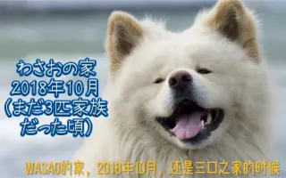 秋田犬蓬夫 搜索结果 哔哩哔哩 Bilibili