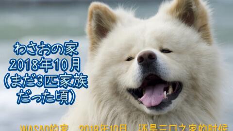 L桑 秋田犬 大阪本部展 哔哩哔哩