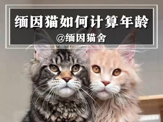 第二集丨缅因猫几岁算成年,你知道吗?哔哩哔哩bilibili