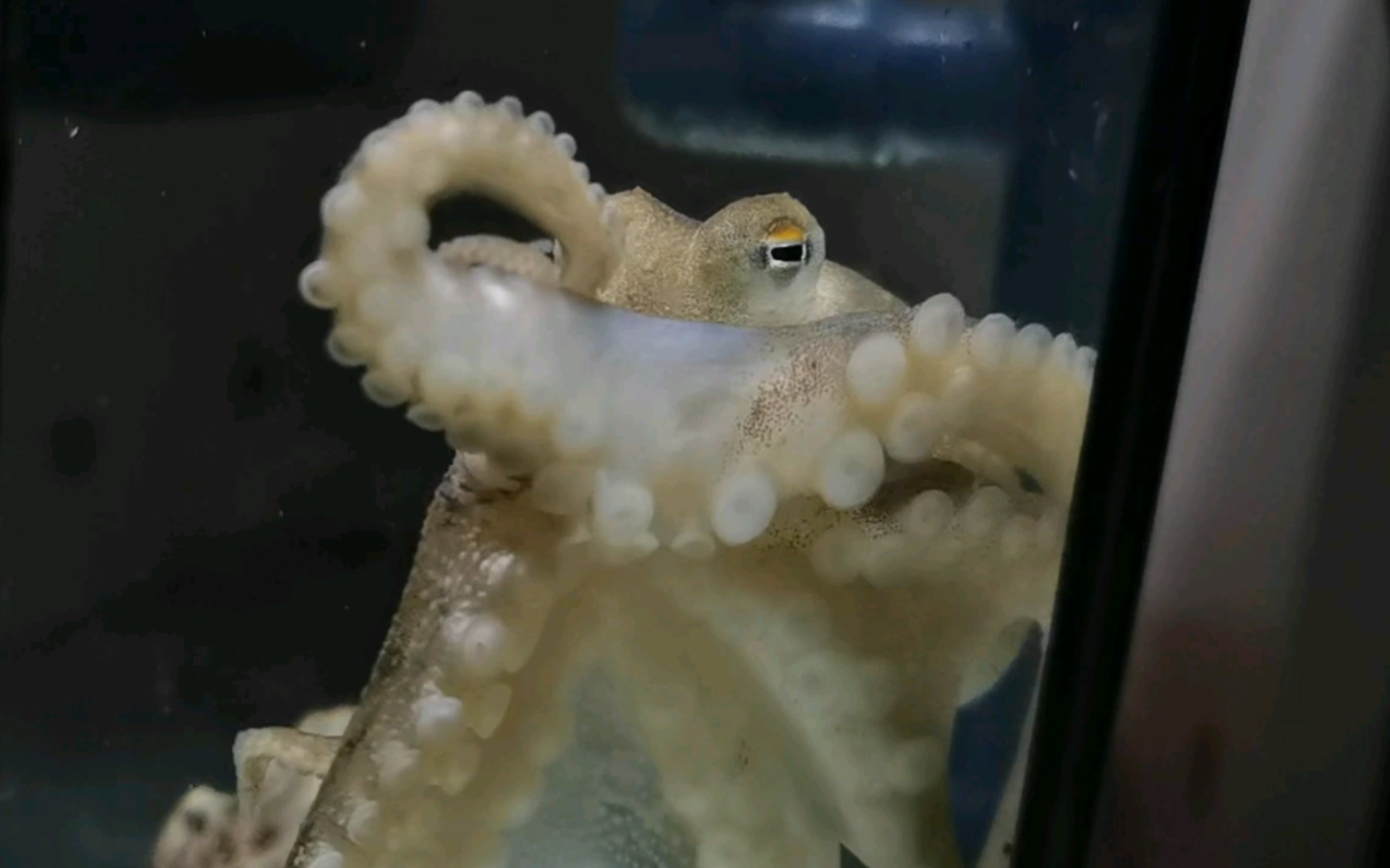 短蛸章鱼在?