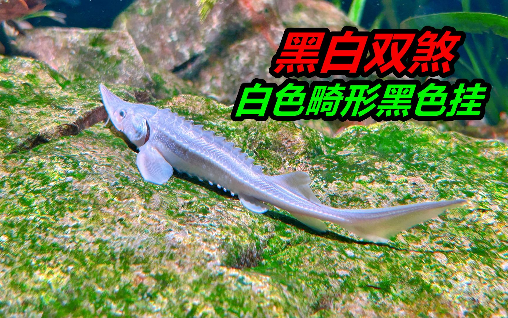 买到一条畸形白化鲟鱼,正为此感到高兴的时候,鱼死了