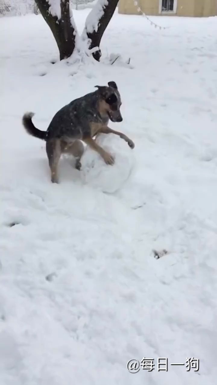 [图]才知道狗子玩雪不只滑雪这一种花样，人家滚雪球也滚得很来劲儿呢！不比你差是不是？