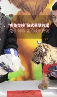 Descargar video: “虎兔交接”仪式草草收尾,兔子：好险,差点成年夜饭！