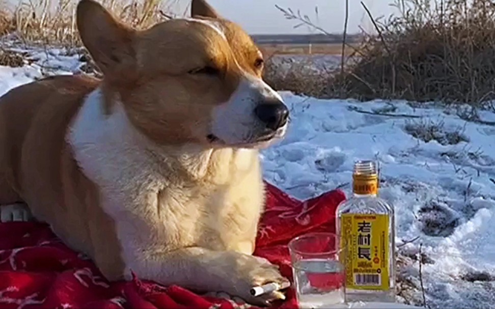 会抽烟喝酒的狗子能有多帅?天庭的面没白舔啊!_哔哩哔哩_bilibili