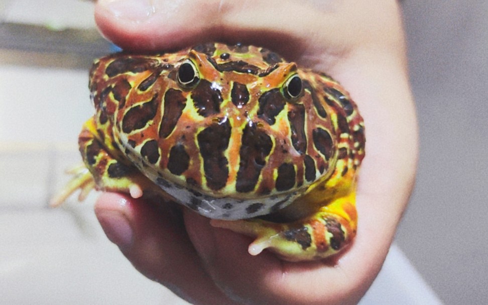 极品红钟角蛙繁殖过程全记录感谢约总教会我繁殖哈哈