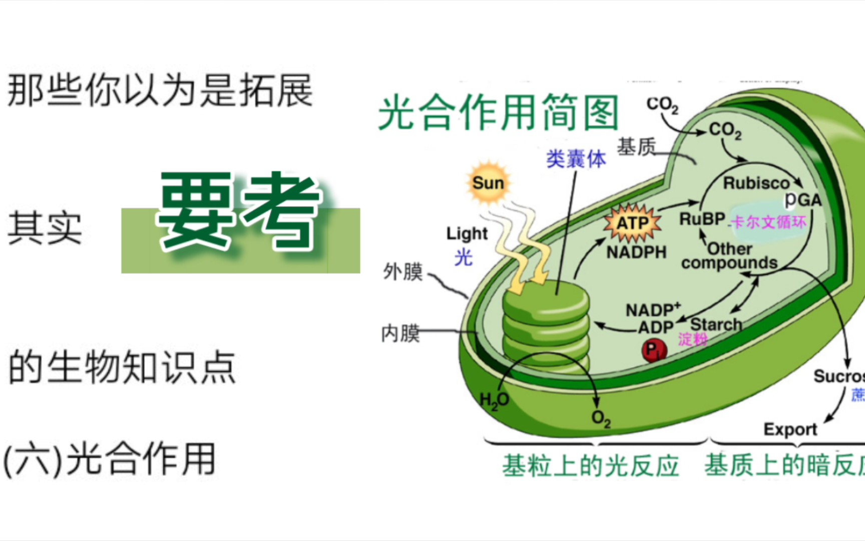 【高中生物】那些你以为是拓展,其实高考要考的生物知识点(六)光合作用哔哩哔哩bilibili