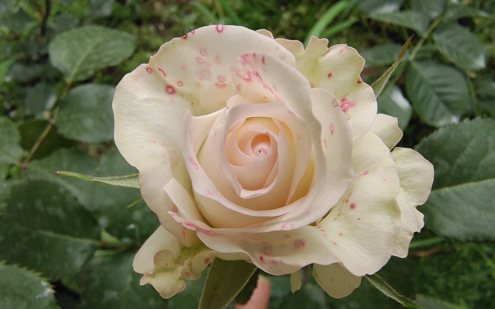 「花型花色」月季小白兔