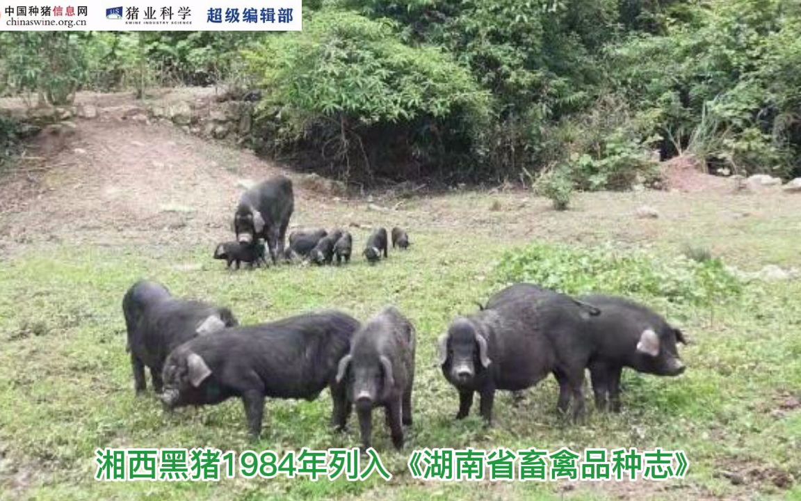 湘西黑猪介绍哔哩哔哩bilibili