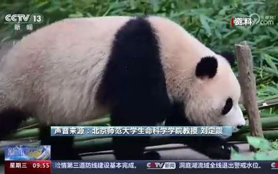 [图]全国首个大熊猫学院正式招生！不同区域生活的大熊猫会“讲方言”